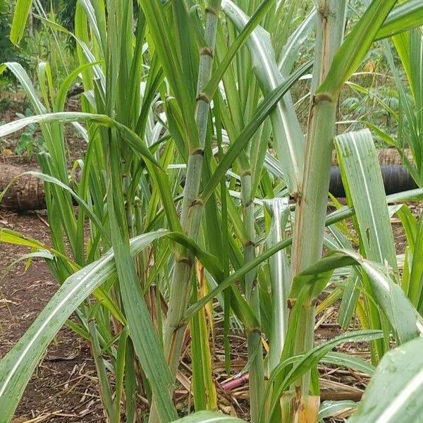 Saccharum officinarum Leaf