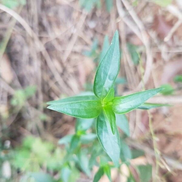 Andrographis paniculata Leaf