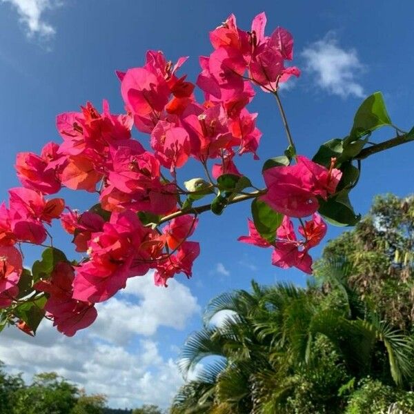 Bougainvillea × buttiana Flower