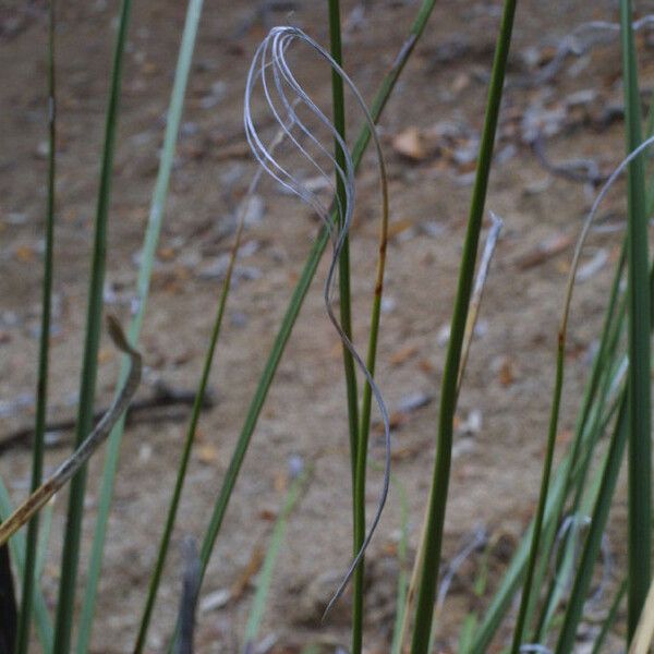 Nolina microcarpa Leaf