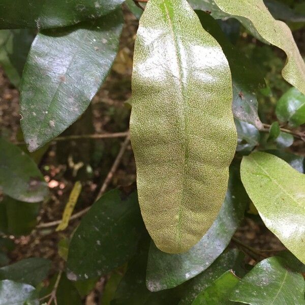 Aextoxicon punctatum Fruit