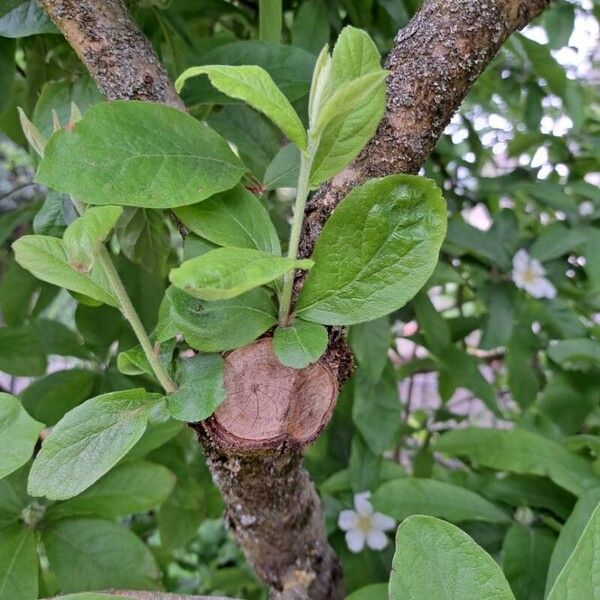 Crataegus germanica Kabuk