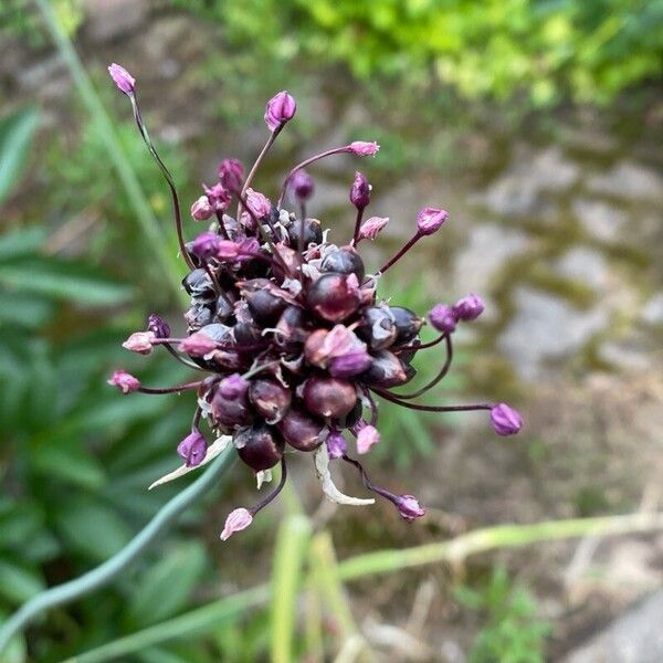 Allium scorodoprasum Frukto