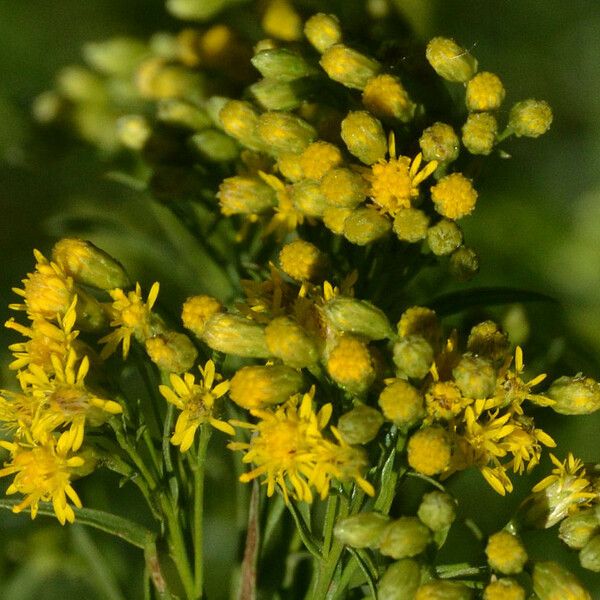 Euthamia occidentalis Flor