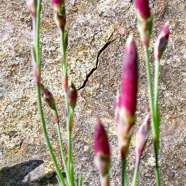 Dianthus plumarius Flower