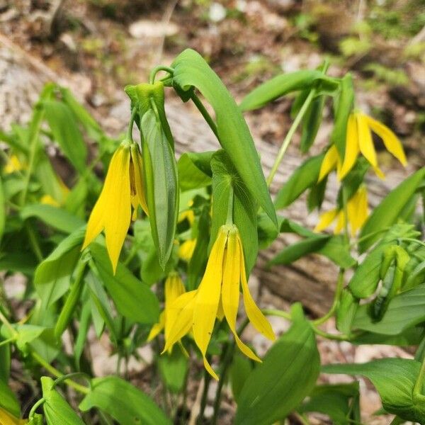 Uvularia grandiflora Flower