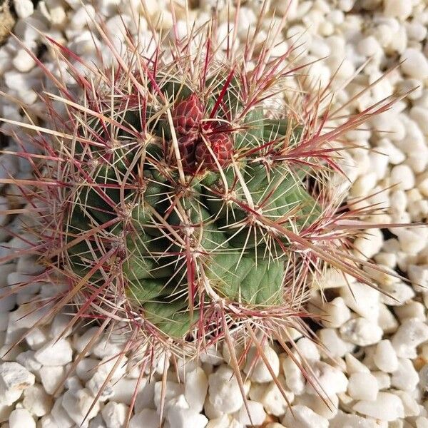 Thelocactus bicolor Hostoa