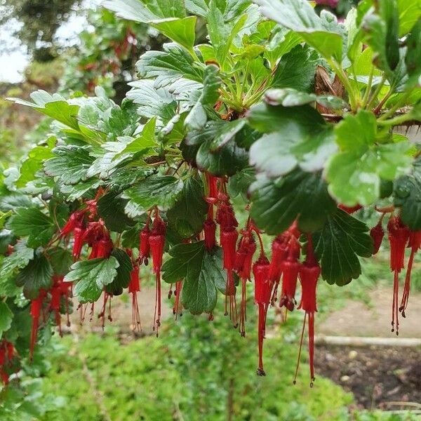 Ribes speciosum Flors