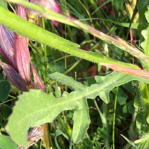 Centaurea napifolia Blatt