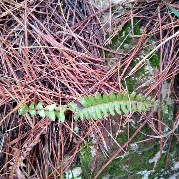 Asplenium platyneuron 葉