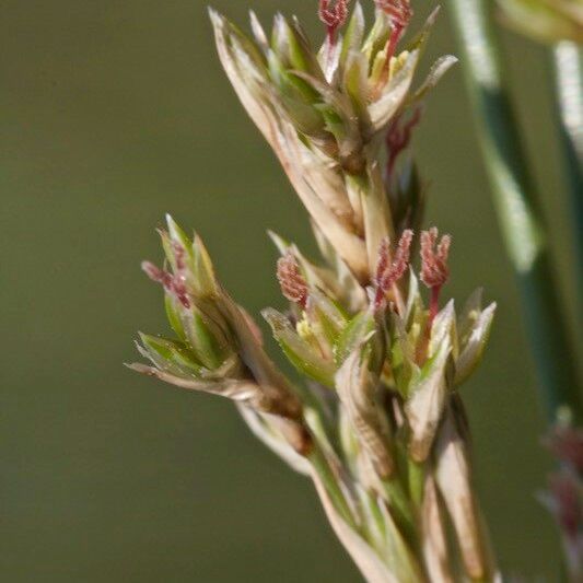 Juncus littoralis Frukt