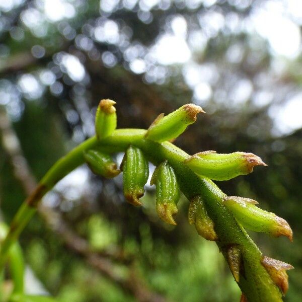 Bulbophyllum elliotii Fruto