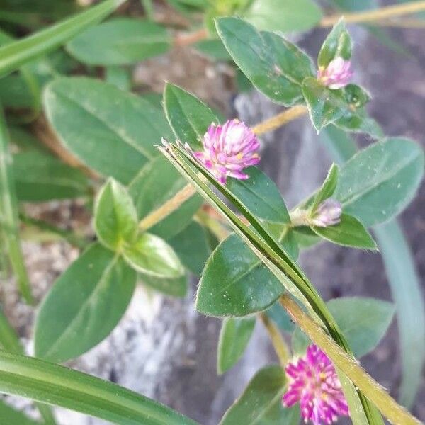 Gomphrena globosa Flor