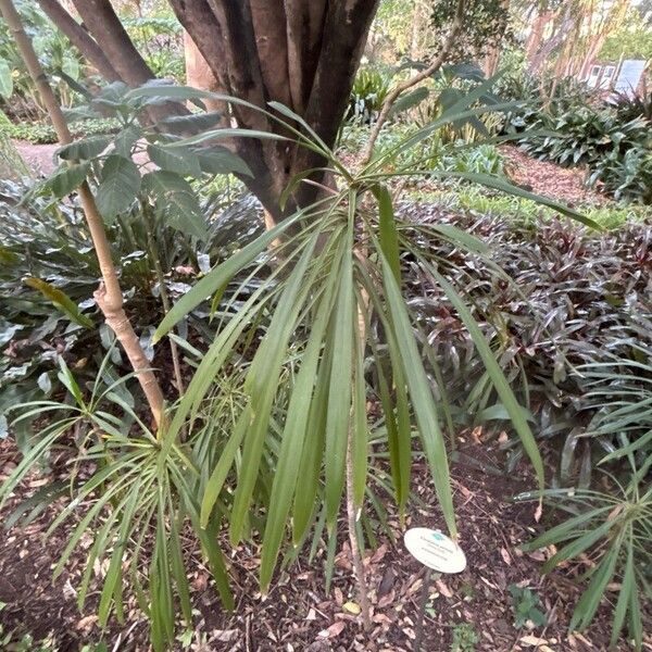 Cordyline stricta Hoja