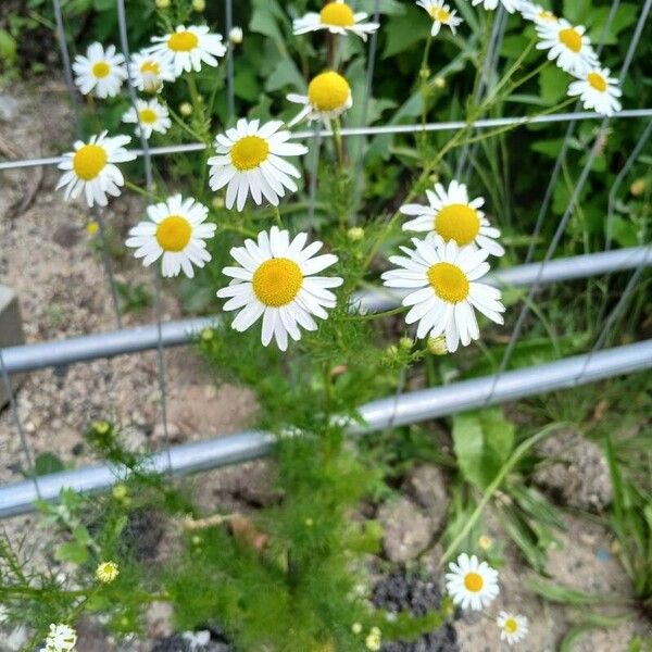 Tripleurospermum inodorum Habit