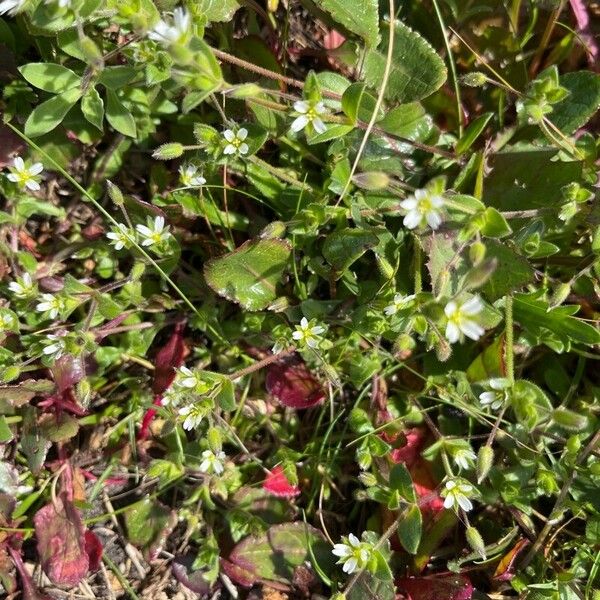 Cerastium diffusum Flower