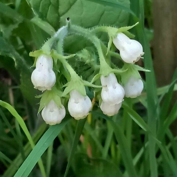 Symphytum orientale Flower