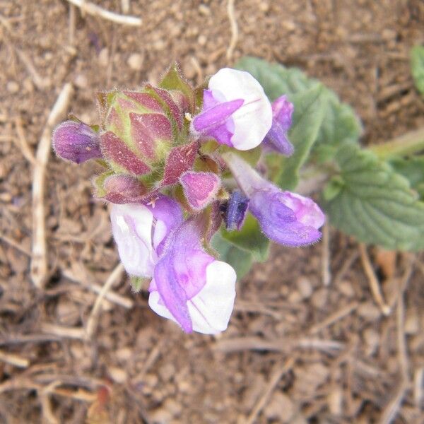 Scutellaria alpina Flower