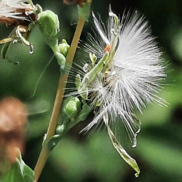 Lactuca serriola 果実