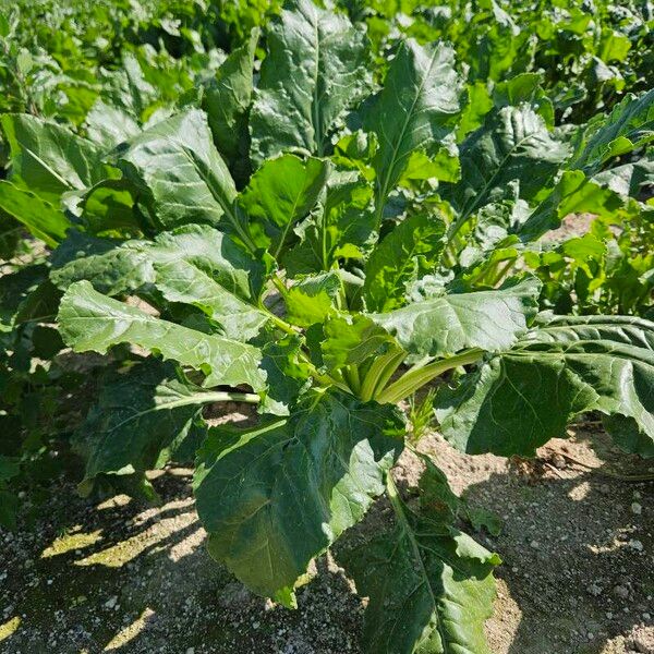 Beta vulgaris Hoja