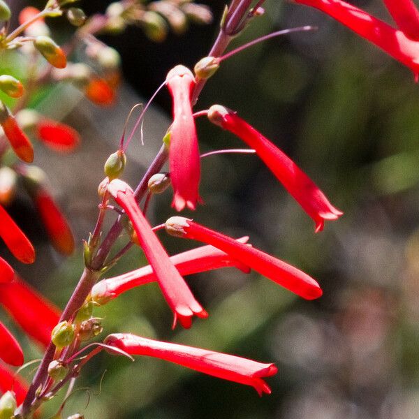 Penstemon centranthifolius Квітка