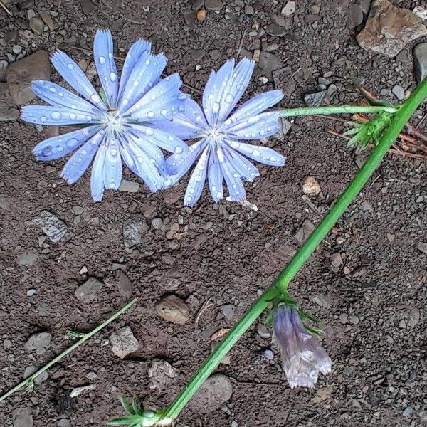 Cichorium endivia Lorea