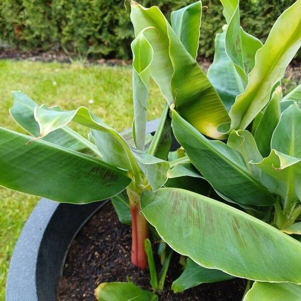 Musa acuminata Leaf