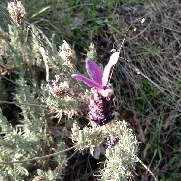 Lavandula stoechas Virág