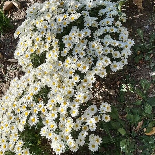 Chrysanthemum × morifolium ᱵᱟᱦᱟ