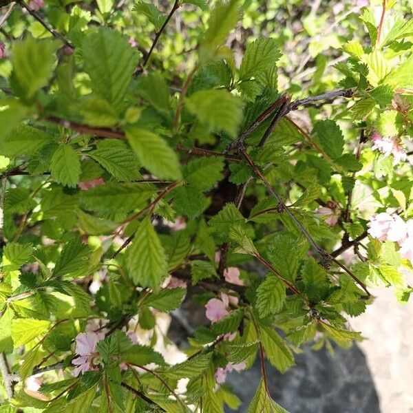 Prunus triloba Foglia