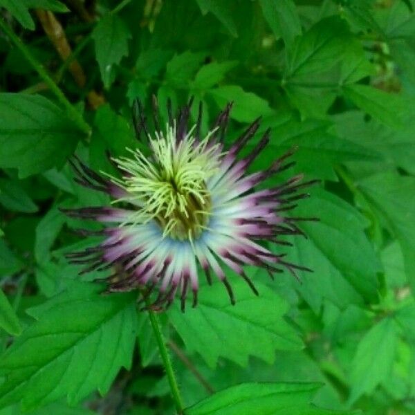 Clematis patens Plod