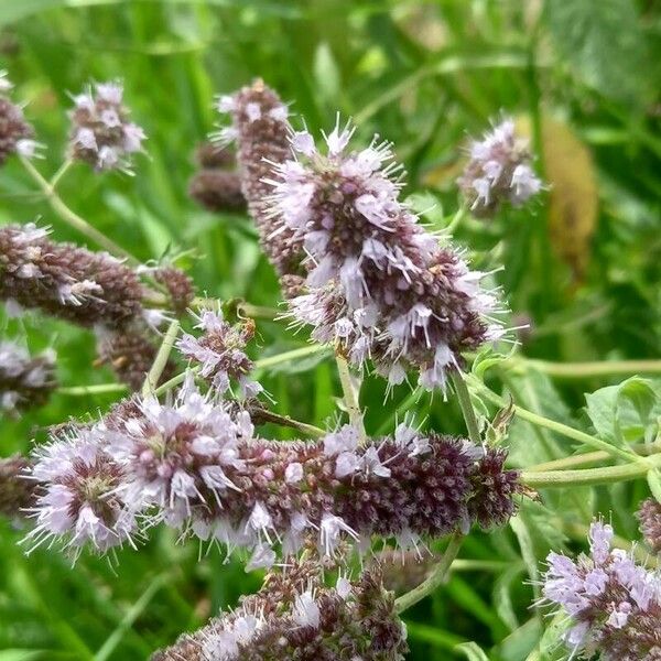 Mentha longifolia 花