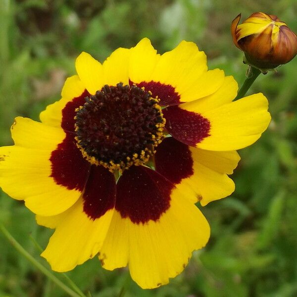 Coreopsis basalis Flower