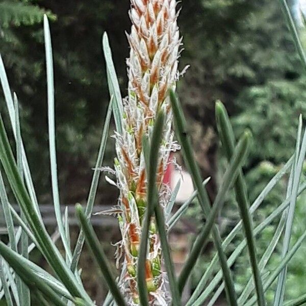 Pinus pinaster Feuille