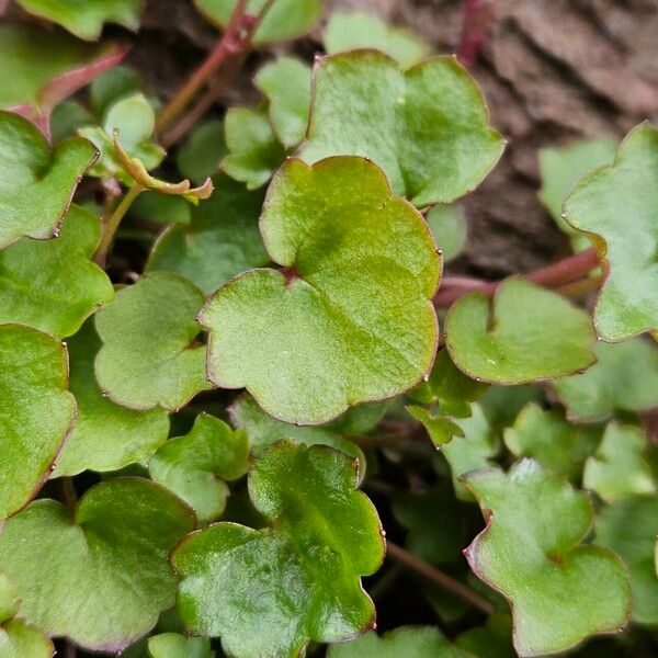 Cymbalaria muralis Lapas