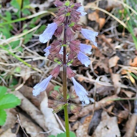 Salvia lyrata Flor