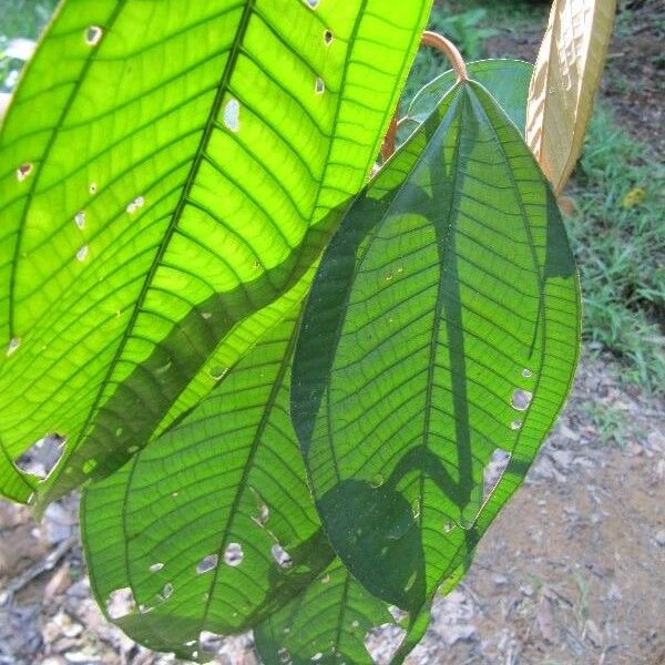 Miconia elata Leaf