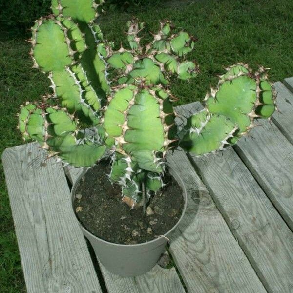 Euphorbia avasmontana Folha