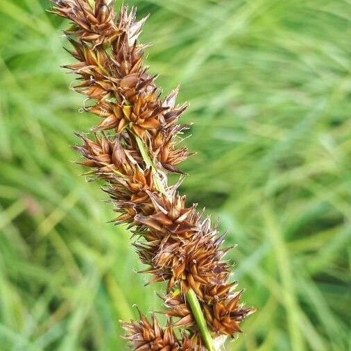 Carex vulpina Žiedas