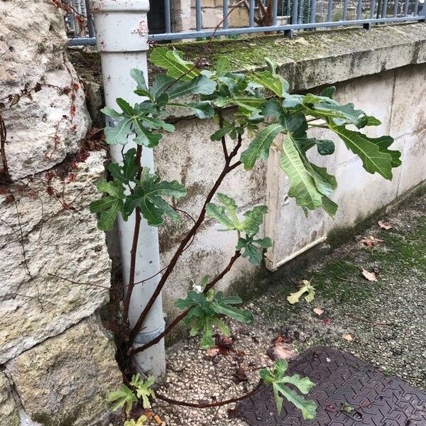 Ficus carica Habitat