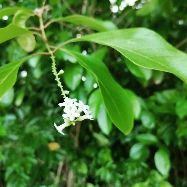 Citharexylum spinosum 花