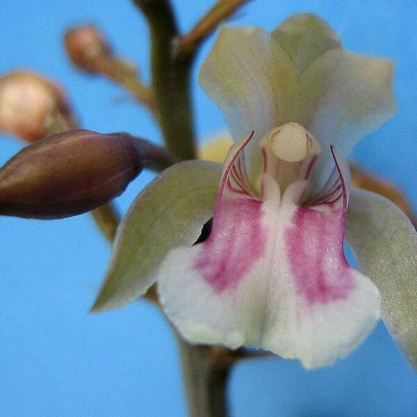 Oeceoclades maculata Flower