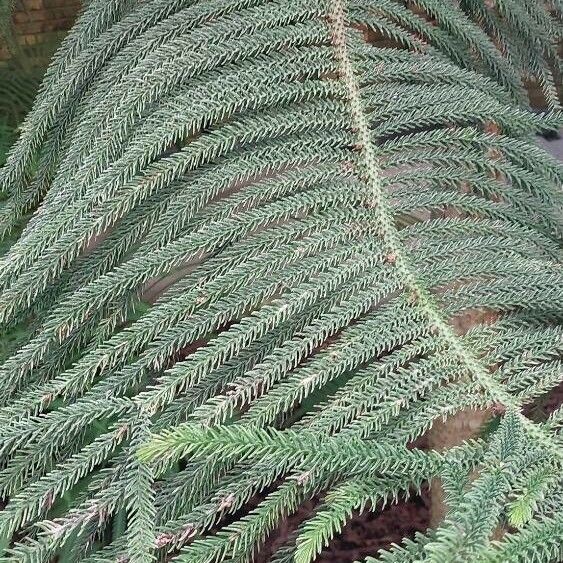 Araucaria biramulata Feuille