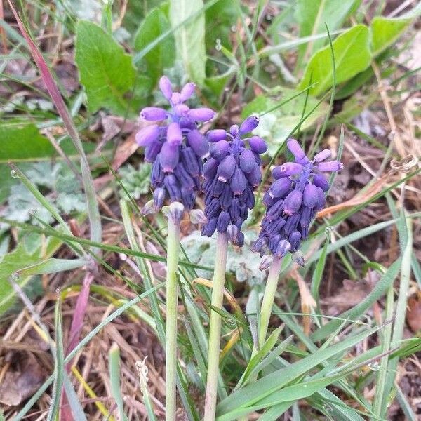 Muscari neglectum Flor