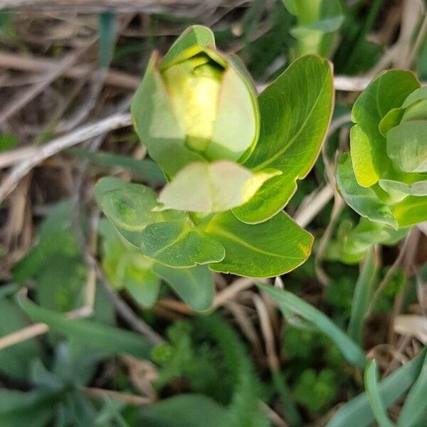 Cerinthe glabra Çiçek