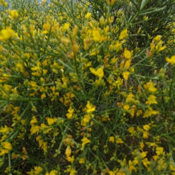 Genista acanthoclada Blomst