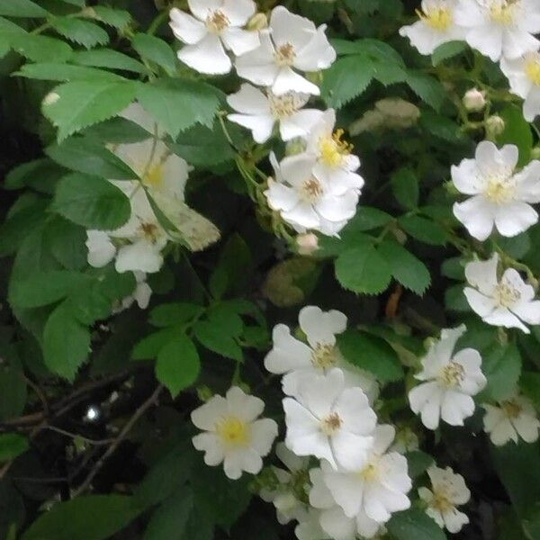 Rosa multiflora Flower