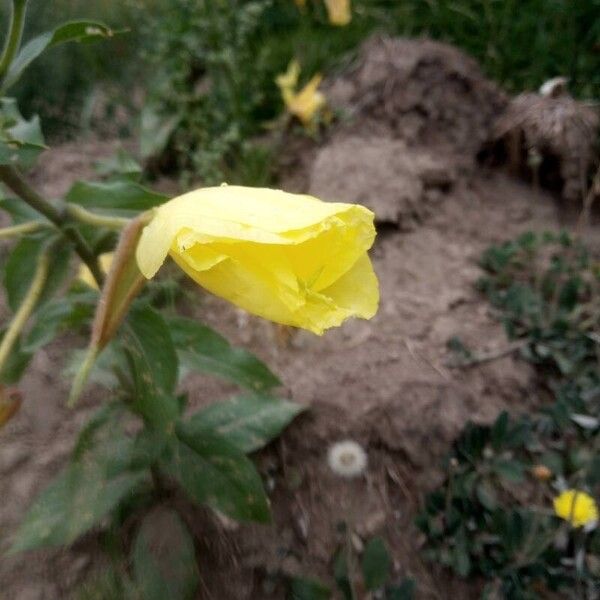 Oenothera glazioviana പുഷ്പം