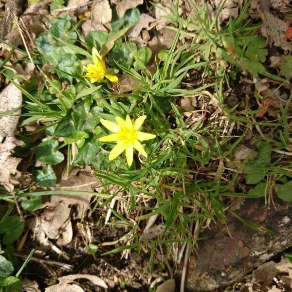 Ficaria verna Flor