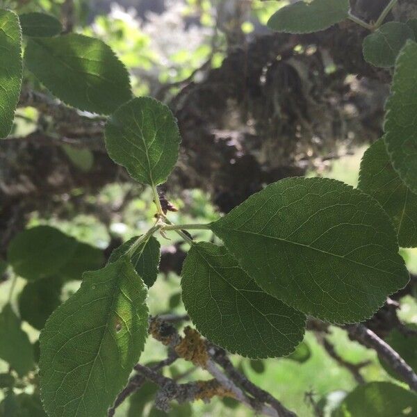 Prunus domestica Blad